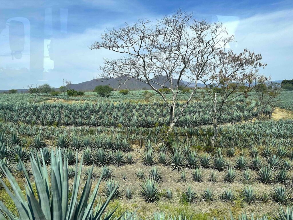 Roadside Agave tequilana plantation