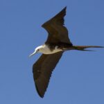 magnificent frigate bird. Manzanilla