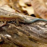 Many-lined whiptail